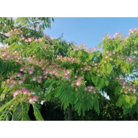 Albízia - Albizia julibrissin Ombrella Co7,5L 150/200