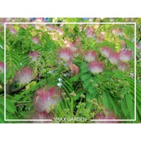 Albízia - Albizia julibrissin Ombrella Co7,5L 150/200