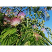 Albízia - Albizia julibrissin Ombrella Co7,5L 150/200