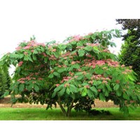 Albízia - Albizia julibrissin Ombrella Co7,5L 150/200