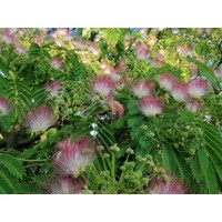 Albízia - Albizia julibrissin Ombrella Co7,5L 150/200