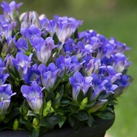 Gentiana scabra´Blue Heart´