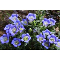 Gentiana scabra´Blue Heart´