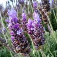 Levanduľa úzkolistá - Lavandula angustifolia P14