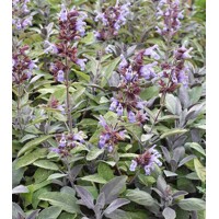 Salvia officinalis ´Purpurascens´  P14