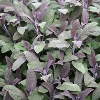 Salvia officinalis ´Purpurascens´  P14