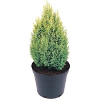 Cypruštek Lawsonov - Chamaecyparis lawsoniana ´Sunkist´ Co3L 20/30