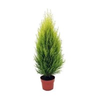 Cypruštek Lawsonov - Chamaecyparis lawsoniana ´Sunkist´ Co3L 20/30