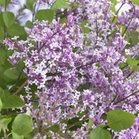 Orgován meyerov  - Syringa meyeri ´Flowerfesta White´ - 20/30cm