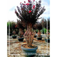 Myrta krepová fialová - Lagerstroemia indica ´Black Diamond Red Hot´  Co8L 70/90