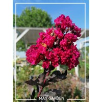 Myrta krepová fialová - Lagerstroemia indica ´Black Diamond Red Hot´  Co8L 70/90