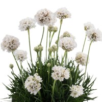 Armeria maritima 'Abbey White'