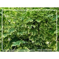 Javor mliečny  - Acer platanoides  'Drummondii´  Co25L 8/10