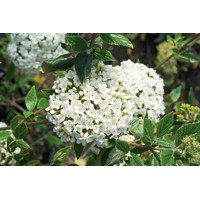 Kalina - Viburnum burkwoodii Co3L 30/40