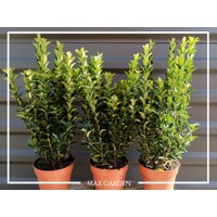 Bršlen japonský  - Euonymus japonicus  'Green Spire' - 20/25cm