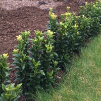Bršlen japonský  - Euonymus japonicus  'Green Spire' - 20/25cm