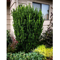 Bršlen japonský  - Euonymus japonicus  'Green Spire' - 20/25cm