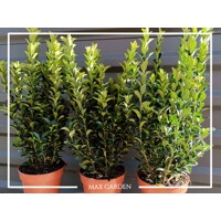 Bršlen japonský  - Euonymus japonicus  'Green Spire' - 20/25cm