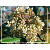 Kalina - Viburnum plicatum ´Kilimanjaro´Co2,5L 20/30