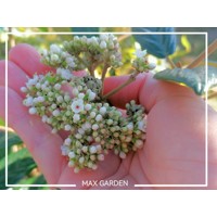 Kalina - Viburnum plicatum ´Kilimanjaro´Co2,5L 20/30