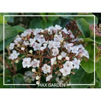 Kalina - Viburnum plicatum ´Kilimanjaro´Co2,5L 20/30