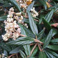 Kalina - Viburnum plicatum ´Kilimanjaro´Co2,5L 20/30