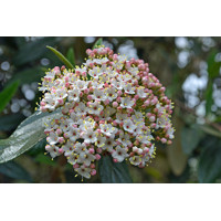 Kalina - Viburnum plicatum ´Kilimanjaro´Co2,5L 20/30