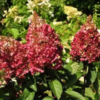 Hortenzia metlinatá - Hydrangea paniculata 'Wim´s Red'  Co3L 30/40