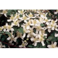 Plamienok - Clematis montana 'Tetrarose' Co2L 60/80