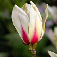 Magnolia soulangeana Sunrise