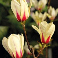 Magnolia soulangeana Sunrise