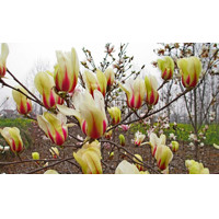 Magnolia soulangeana Sunrise