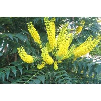 Mahónia - Mahonia media ´Winter Sun´-35/40cm