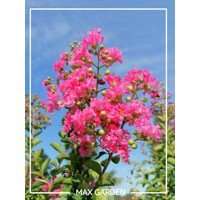Myrta krepová - ružová - Lagerstroemia indica ´Caroline Beauty´  Co3L  80/100