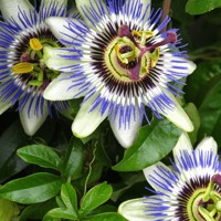 Mučenka - Passiflora caerulea ´Boog´ Co2L