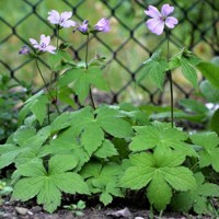 Geranium nodosum