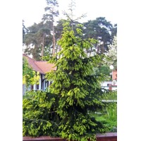 Smrek východný - Picea orientalis ´Aureospicata´