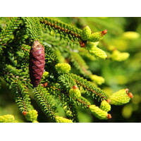 Smrek východný - Picea orientalis ´Aureospicata´