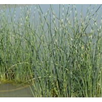 Scirpus tabernaemontani ´Zebrinus´