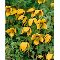 Plamienok - Clematis montana 'Tetrarose' Co2L 60/80