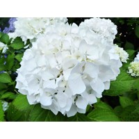 Hortenzia kalinolistá - Hydrangea macrophylla 'Pax' 25/30 Co3L