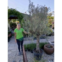 Olivovník európsky - Olea europaea Co12L 1/2 kmeň 6-8