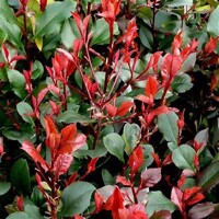 ?ervienka, Fotínia TRPASLI?IA - Photinia fraseri ´Little Red Robin´ - 40/50cm