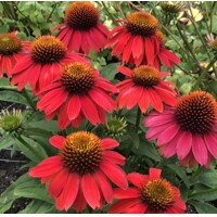 Echinacea purpurea 'Lakota Red'