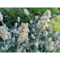 Levanduľa úzkolistá  - Lavandula angustifolia 'White Scent Early'