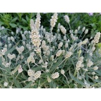 Levanduľa úzkolistá  - Lavandula angustifolia 'White Scent Early'