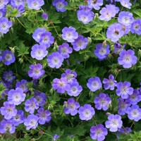 Geranium 'Rozanne'