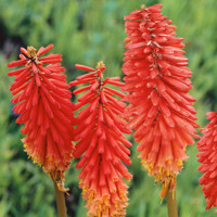 Kniphofia ´Papaya Popsicle´