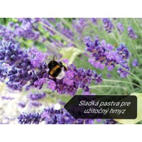 Levandu?a úzkolistá  -  Lavandula angustifolia 'Blue Spear' - 15/20cm