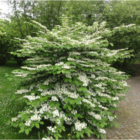 Kalina - Viburnum plicatum ´Kilimanjaro´Co2,5L 20/30